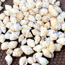 画像をギャラリービューアに読み込む, ニイハウシェル モミ/レナレナイエロー