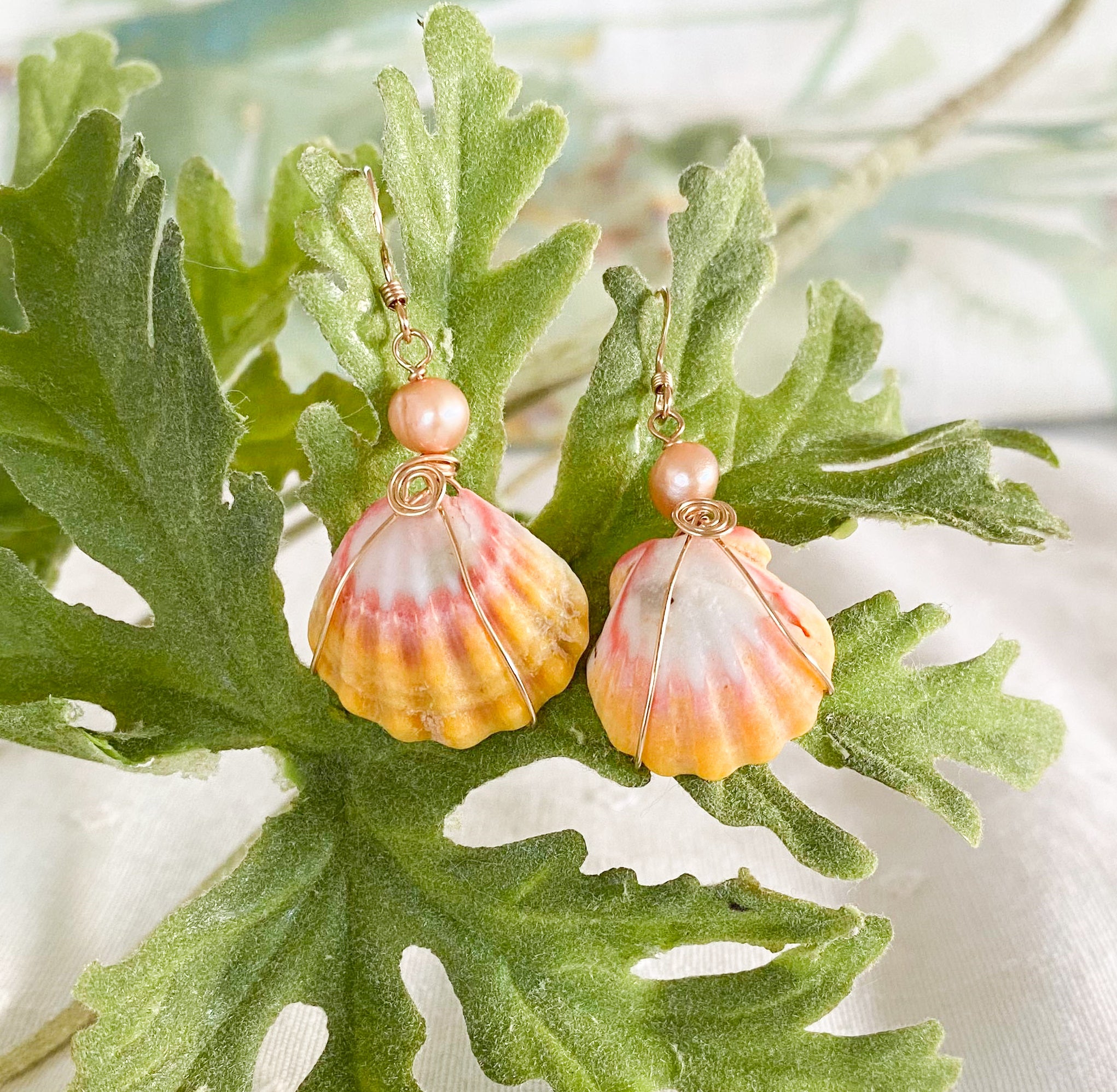 4 Sunrise Shell Wholesale – MANOA.